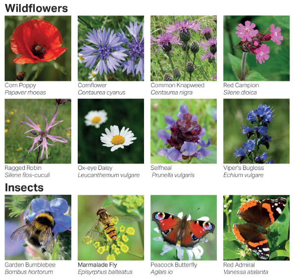 images of the types of wildflowers found in the park