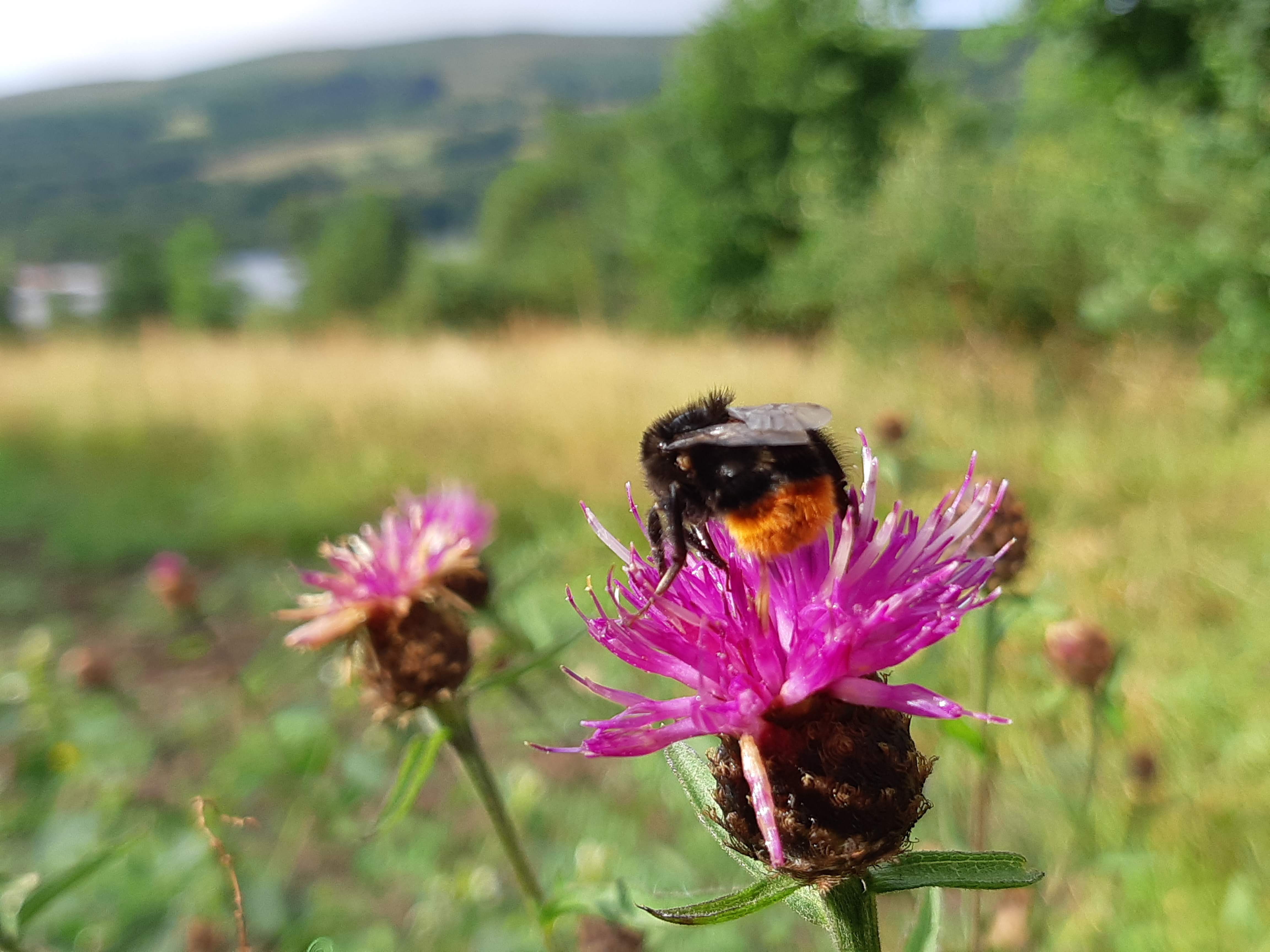 image of Bee on a flower in the Bee meadow