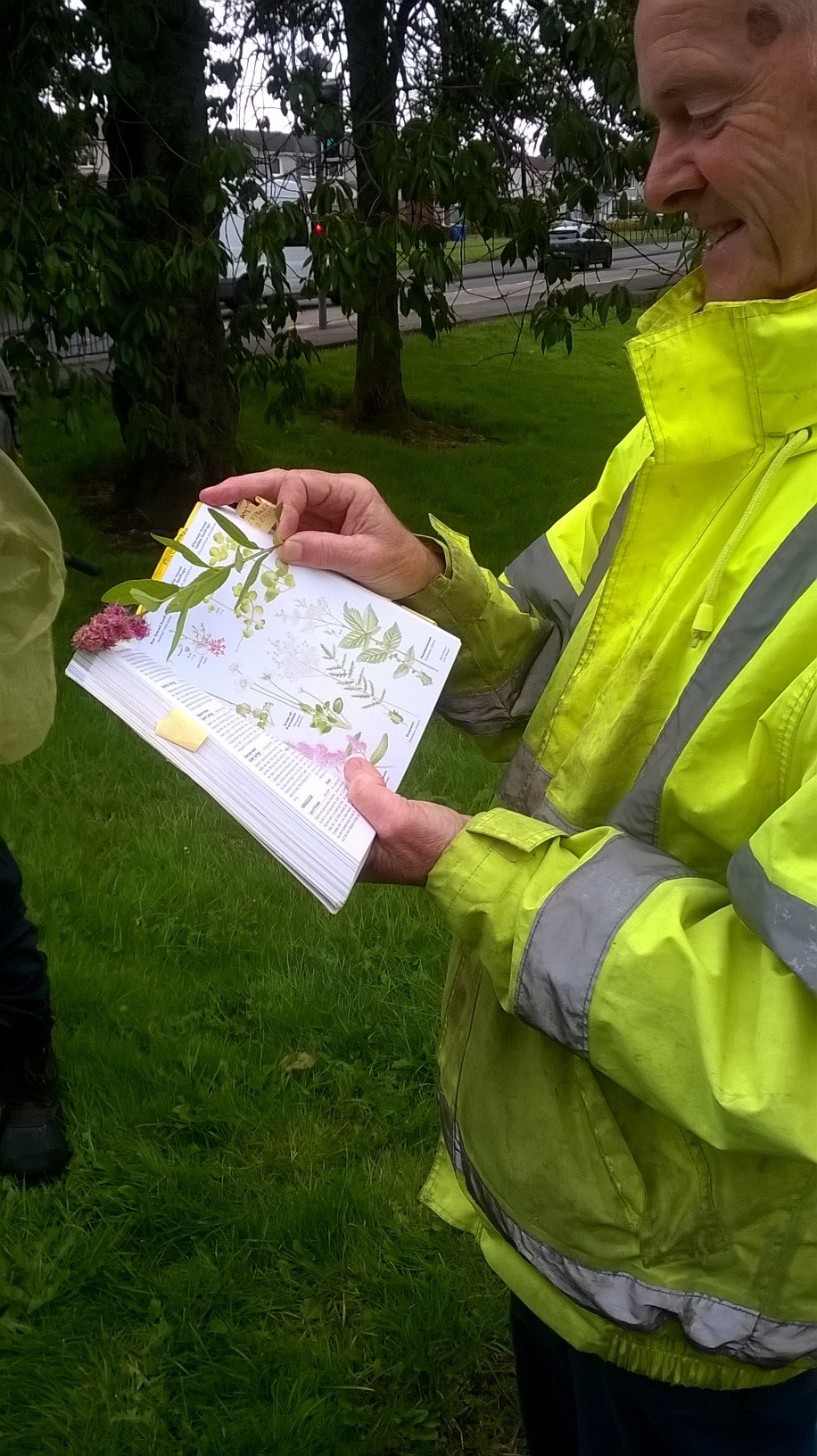 image of volunteer identifying plant species