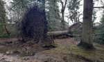 Uprooted tree in Balloch Park following Storm Eowyn